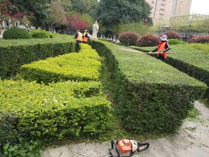 双鸭山市政道路绿化常用苗木