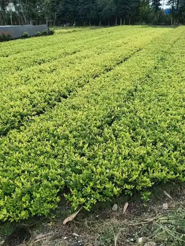 咸宁绿化花卉苗木批发市场